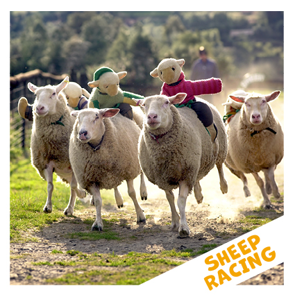 sheep racing